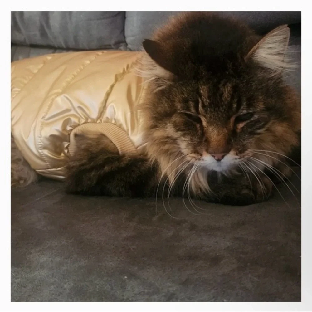 DKNY Metallic Gold Dog Coat